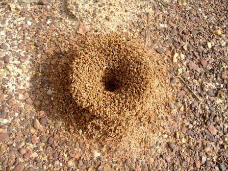 دخول النمل وخروجه من حجره