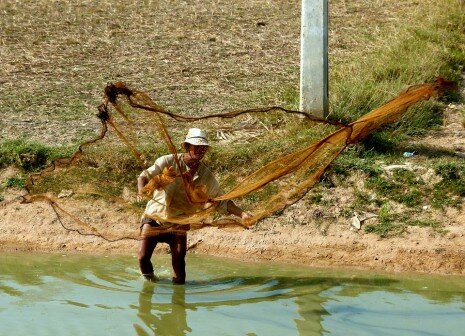 صيد السمك في الشبكة
