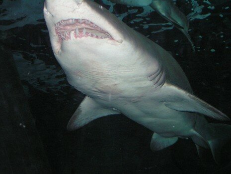 سمك القرش في المنام يهاجم أو يطارد أو يأكله